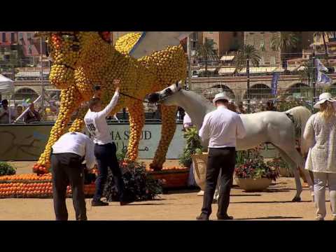 N.119 KHALED AL HAMAD - MENTON 2017 - Stallions 4 to 6 years old (Class 9)