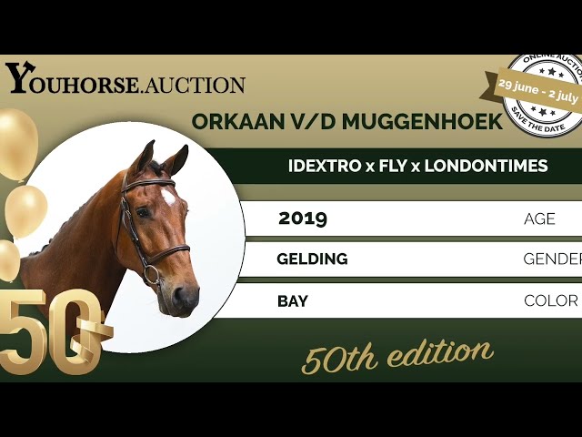 Orkaan vd Muggenhoek showvideo