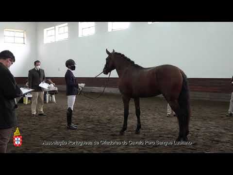 210202 6 Nogá - Aprovação de Garanhões