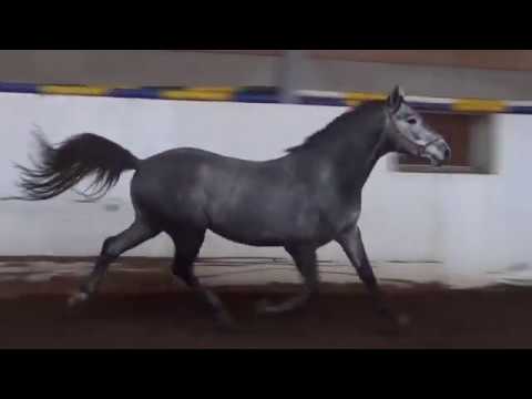 Cellestial x Marsvogel xx gelding * 2015 for sale