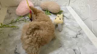 ハーフ犬の動画01