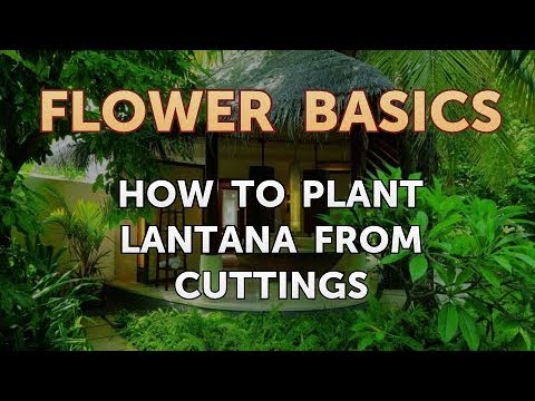 , title : 'How to Plant Lantana From Cuttings'