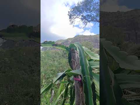 coité ipueiras-ce pé de serra da ibiapaba .