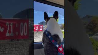 人間みたいに外を覗くフレブル🐶 #フレンチブルドッグ #フレブル #vlog #frenchie 　　　　"A Frenchie peering outside as if it's human."