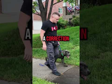 How to Fix Leash Pulling in 3 Simple Steps!