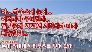 눈이 너무 많이 내렸다...아 정말 하우스가 눈에 덮여 무너지겠네... 좋은 방법없을까??Snow cover…