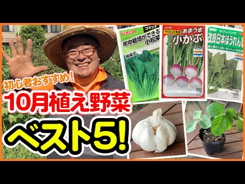  10月に種をまくべき野菜は何ですか?家庭菜園で簡単にできる種まき 5 つ  庭園