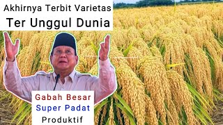 Download lagu The World's Most Superior Rice Seed Variety Finally Released mp3