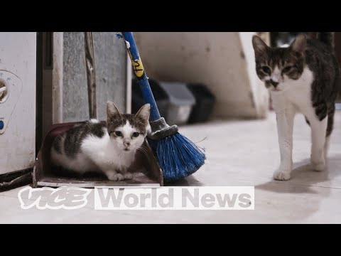 Combating the Problem of 500K Feral Cats in NYC | The Deep End
