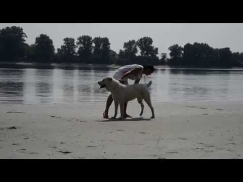 JCH. EYVA BAYAZ BURY: 19 month & NAZIR by ... / www.tisao.cz /