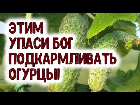 , title : 'ЭТИМ УПАСИ БОГ ПОДКАРМЛИВАТЬ 🥒 ОГУРЦЫ!'