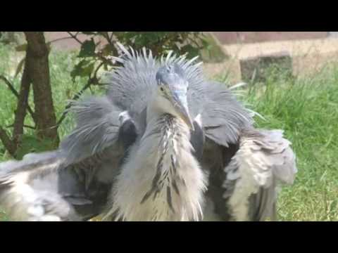 Joost Is Als Een Reiger