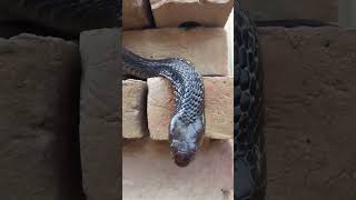 Download lagu Black Cobra Snake new short naag jogi mp3 Download lagu Black Cobra Snake new short naag jogi mp3