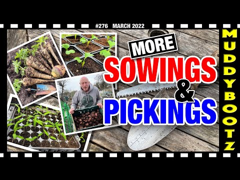 🌻276 🌻 MORE SOWINGS AND PICKINGS 🌻 GERMINATION FAILURE