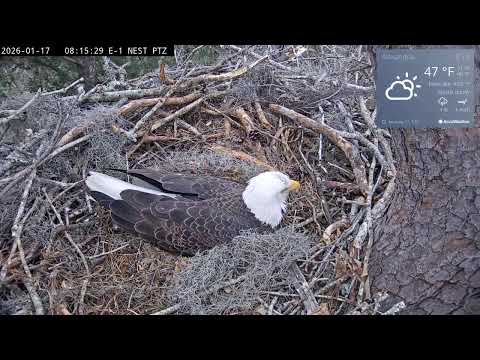 Kisatchie National Forest E-1 Nest Cam, Louis II and Anna II.
