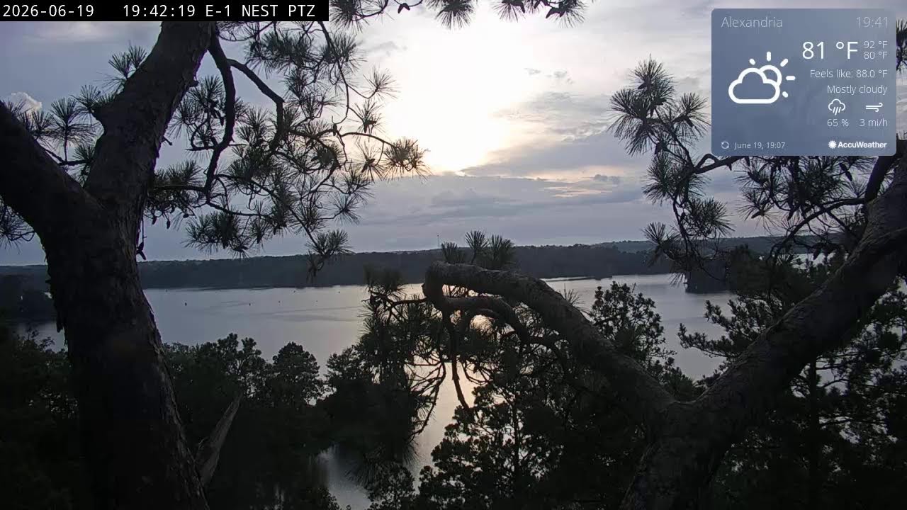 Live webcam view of Kincaid Lake Bald Eagle Nest Cam