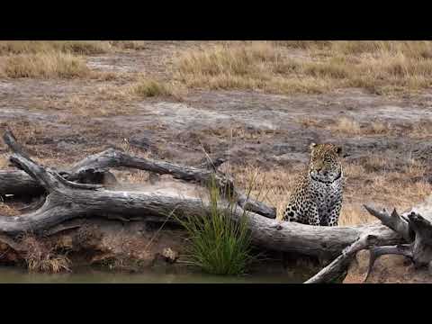 Djuma: Hosana on pan back wall before moving off  - 15:11 - 07/18/18