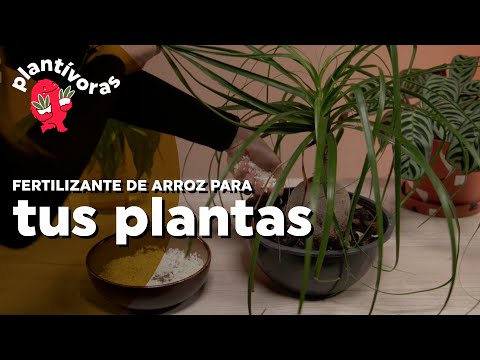 &raquo; Así debes limpiar la casa cuando hay cucaracha para mantenerlas alejadas