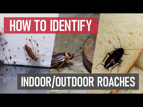 Identify & Eliminate Common Roach Infestations [Indoor & Outdoor Pest Control]