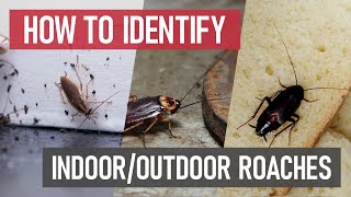 Identify & Eliminate Common Roach Infestations [Indoor & Outdoor Pest Control]