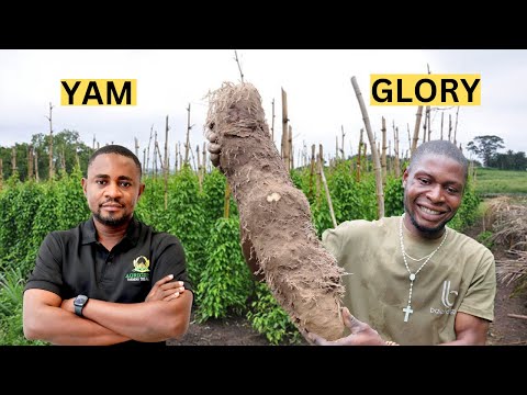 Yam Farming Success: Proven Techniques for Farmers