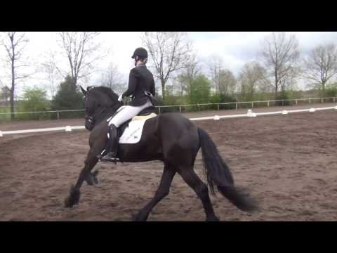 Stal Okkema's Pedro op zijn wedstrijd debuut klasse L1