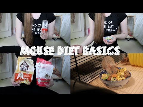 MOUSE DIET BASICS