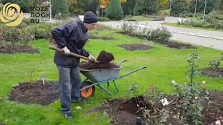 Новое видео об укрытии роз на зиму