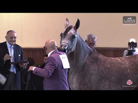 N 97 CATALEYA AL SAMAH   Italian Nationals 2023   SE Junior Fillies Class 17