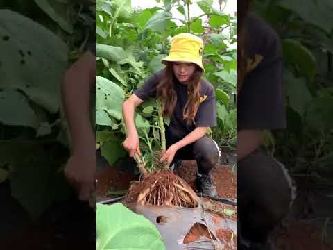 庭の鳥の食べ物