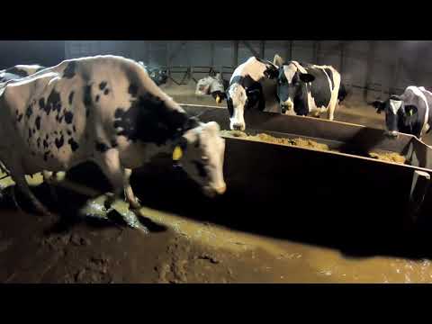 Robot Room and Free-stall Barn Tour