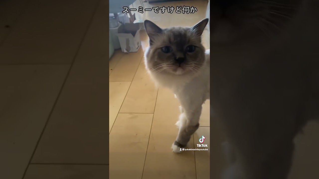 新しいオモチャ#猫#cat