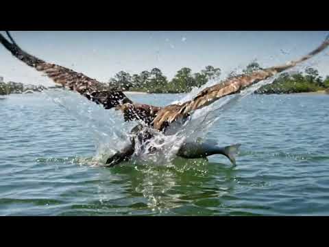 Learn Names of Animals for Kids: Birds of Prey 🦅🦉Wildlife Education
