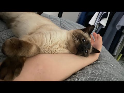 자기를 아기 고양이로 여기는 모카