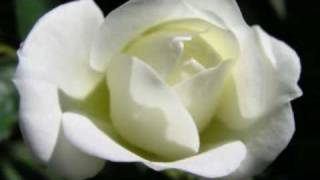 ♥ "The Rose" (Mon Amie La Rose) - Francoise Hardy
