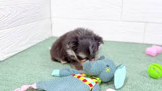 ハーフ犬の動画01