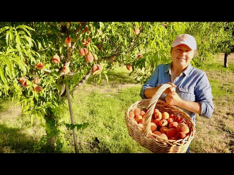 HOW TO FREEZE FRESH PEACHES WITHOUT PEELING THEM | 2 WAYS