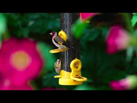 The Flo Niger Seed Feeder is available in our shop now. Flo feeders manufactured by Jacobi Jayne is supplied with a 2-year guarantee and features a larger capacity tube for ls frequent filling. It also has `click-to-clean` technology meaning no more messing with tools at cleaning time. Quick, simple and efficient, your birds will love this feeder.