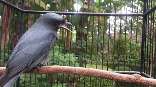 Download lagu PANCINGAN PALING DI CARI UNTUK SRIGUNTING BAHAN | Pancingan Srigunting Abu Biar Bunyi mp3 Download lagu PANCINGAN PALING DI CARI UNTUK SRIGUNTING BAHAN | Pancingan Srigunting Abu Biar Bunyi mp3