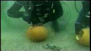 preview picture of video 'Underwater Pumpkin Carving'