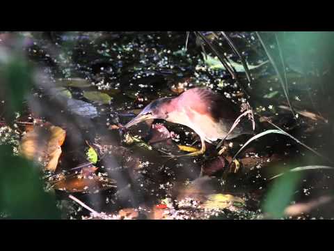 Male Von Schrenck's Bittern (Ixobrychus eurhythmus)-Singapore