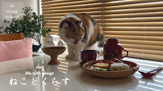 朝ごはんから始まる猫との日常/かわいい楽しみを見つけながら過ごす日🍞【猫と暮らしのvlog】