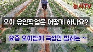 오이 재배-오이 유인 작업 , 요즘 오이밭에 극성인 벌레는?[농사TV]