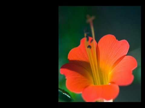 Cancion para una flor - PUTUMAYO