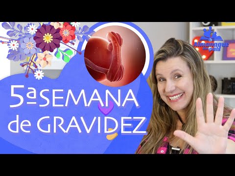5ª SEMANA DE GESTAÇÃO | Tamanho do Bebê, Corpo da Mamãe, Enjoo, Fator RH | 1º TRIMESTRE DE GRAVIDEZ