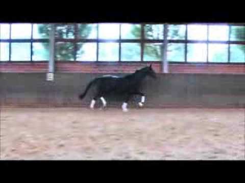 Scolari x Rascalino, geb 10