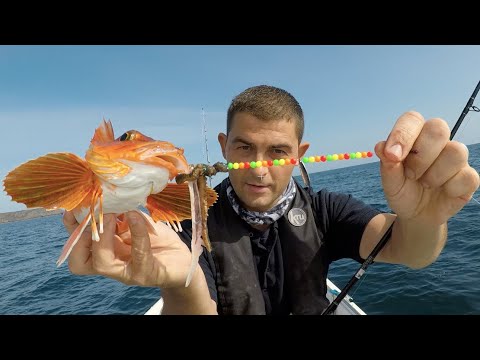 Sea Fishing UK - Mixed Species Day - Cod, Gurnard, Mackerel and more.