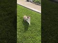 Pomsky dogs for sale: Skip - Video 1