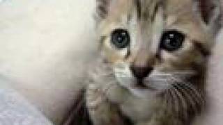 Kenny G - Endless Love