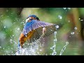 Amazing Kingfisher Brids WhatsApp Status Video Kingfisher Brids Video Nature Full Screen Video
